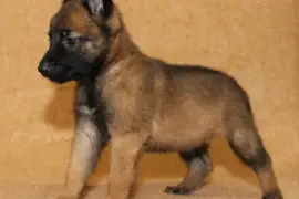 Chiot Berger Belge Malinois femelle, Ashburn