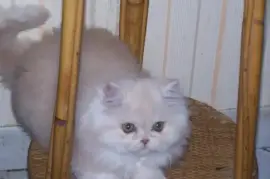 Chaton Persan, Memphis