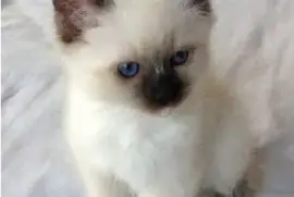 Chaton Sacré de Birmanie, Gatineau