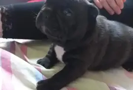 Chiot Bouledogue Français femelle non lof, Ashburn