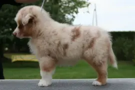 Chiot berger australien mâle rouge merle, Ashburn