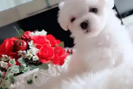  Magnifiques chiots bichon maltaise, Cotonou