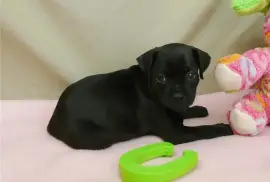  Très Jolie Chiot labrador Femelle, Cotonou