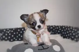 Jolie femelle chiot Chihuahua, Ashburn
