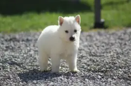 Chiot type Berger blanc suisse femelle, Ashburn