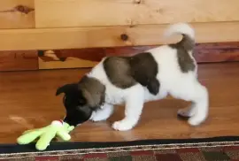  Bel Chiot Akita Inu mâle, Cotonou