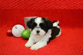 Chiot Shih Tzu femelle non lof, Cotonou