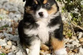  Chiot type berger australien femelle, Montreal