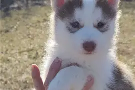   Chiot Husky de Sibérie de 3 mois, Val-d'Or