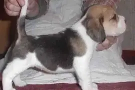 Chiot Beagle, Saint-Hyacinthe