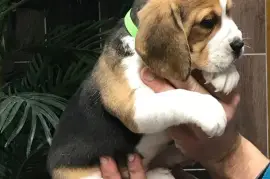 Chiot Beagle, Saint-Hyacinthe