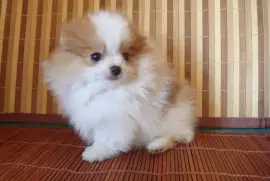 Spitz Allemand petit/ nain CKC, Mercier