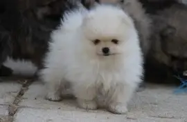 Spitz Allemand petit/ nain CKC, Mercier