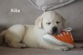 Chiot Labrador Pure Race, Richmond