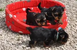 Vend chiot yorkshire terrier CKC, Longueuil