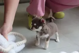 Superbes Chiots Chihuahua Pure Race Poils Courts, QUEBEC