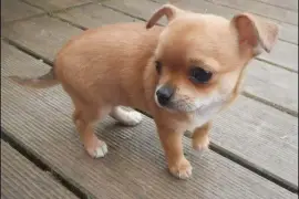 Superbes Chiots Chihuahua Pure Race Poils Courts, QUEBEC