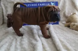Chiot Shar Pei Pure Race, Richelieu