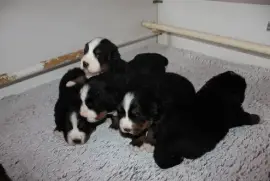 Chiots Bouvier Bernois Pure Race, Drummondville