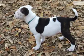 Bel Chiot Staffordshire Bull Terrier femelle, Austin