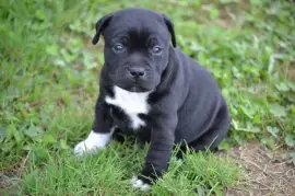 Superbe Chiot staffordshire bull terrier bébé, Austin