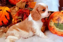 Chiot bel Cavalier King Charles Spaniel femelle, Pittsburgh