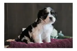 Adorable femelle Cavalier King Charles Spaniel, Pittsburgh