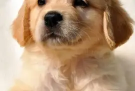 Petit Chiot Golden Retriever femelle, Québec