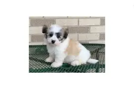 Beau chiot type Coton De Tulear mâle, Trois-Rivières