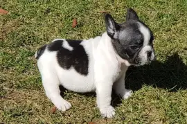 Chiot Bouledogue français Mâle caille, Trois-Rivières