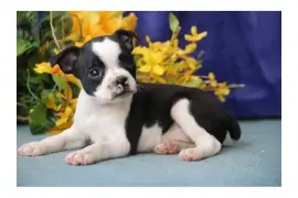 Très beau chiot Boston Terrier femelle, Trois-Rivières