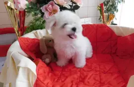 Magnique Chiot Bichon maltais mâle, Trois-Rivières