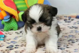 Très Sublime chiot Shih Tzu Femelle