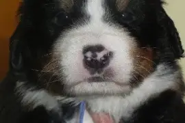 Chiot Bouvier Bernois, Drummondville