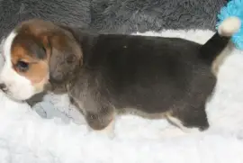 Chiot Beagle, Montreal