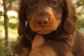 Vend chiot Teckel poil long, Gatineau