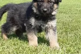 Adorable Chiot Type Berger Allemand Femelle, Votre ville