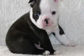 Beau Chiot Boston Terrier Male, Votre ville
