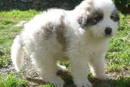 Adorable Chiot Montagne Des Pyrenees, Votre ville