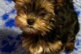 Magnifique chiot femelle Yorkshire terrier, Votre ville