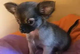 Magnifique chiot Adorable Chihuahua Femelle, Votre ville