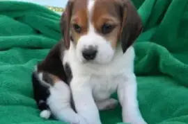 Chiot Beagle, Drummondville
