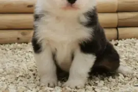 Chiot Berger Australien, LONGUEIL