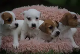 Sublimes  Chiots Jack Russell Pure Race , Richelieu
