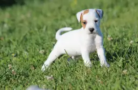 Sublimes  Chiots Jack Russell Pure Race , Richelieu