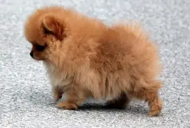 Jolie chiot Spitz Allemand Femelle Naine, quebec