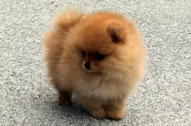 Jolie chiot Spitz Allemand Femelle Naine, quebec