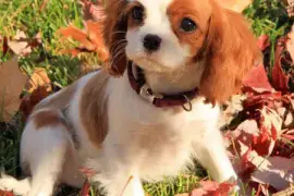   Adorable femelle Cavalier King Charles, montréal
