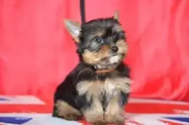  CHIOT FEMELLE YORKSHIRE AU LOF, quebec