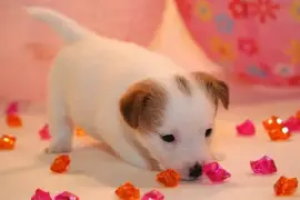   chiot type Jack Russel Terrier Femelle, quebec